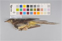 藏品(灰鶺鴒)的圖片